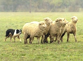 collie rounding sheep 